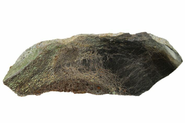 Polished Dinosaur Bone (Gembone) Section - Utah #151481